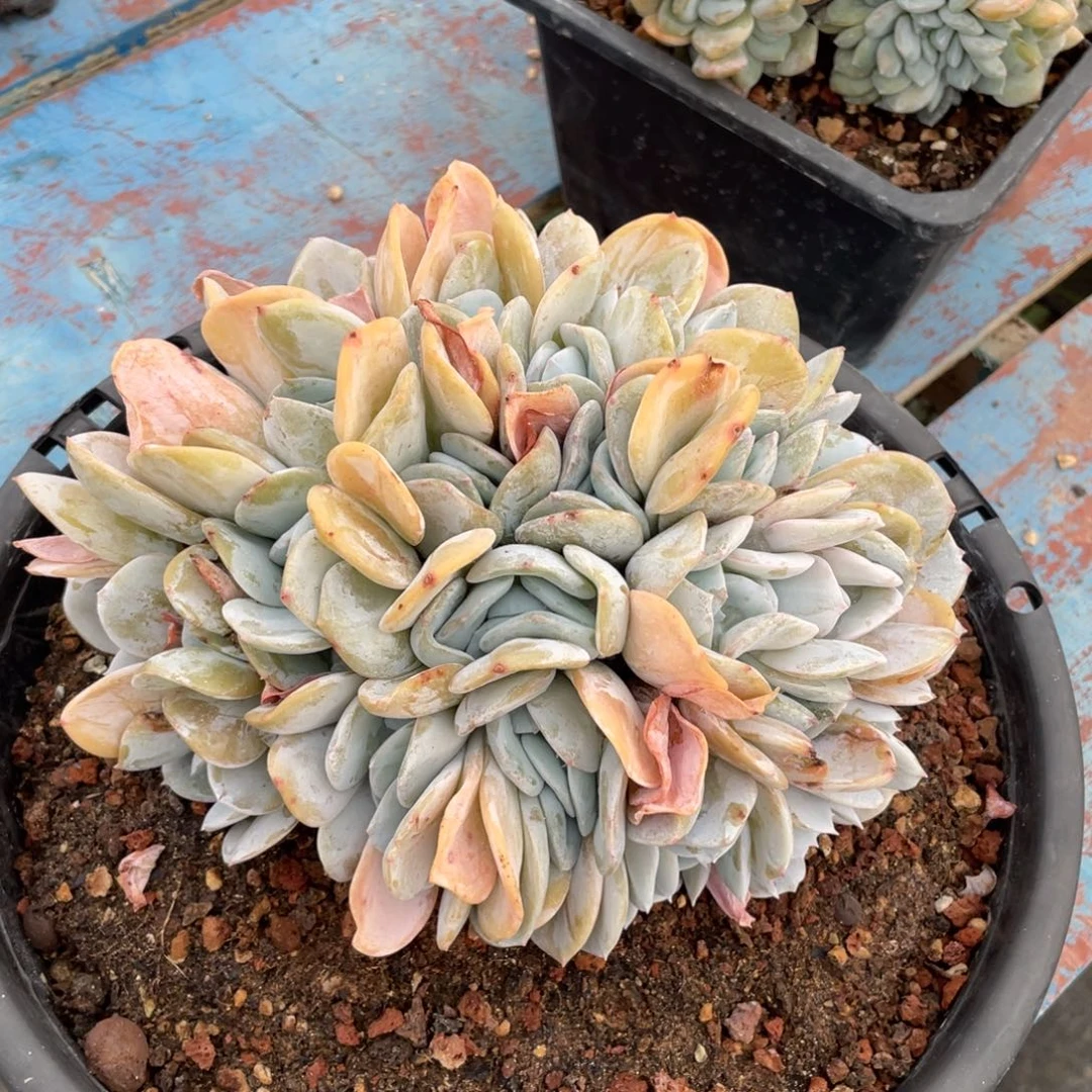 【闪购商品】完全开放雪特