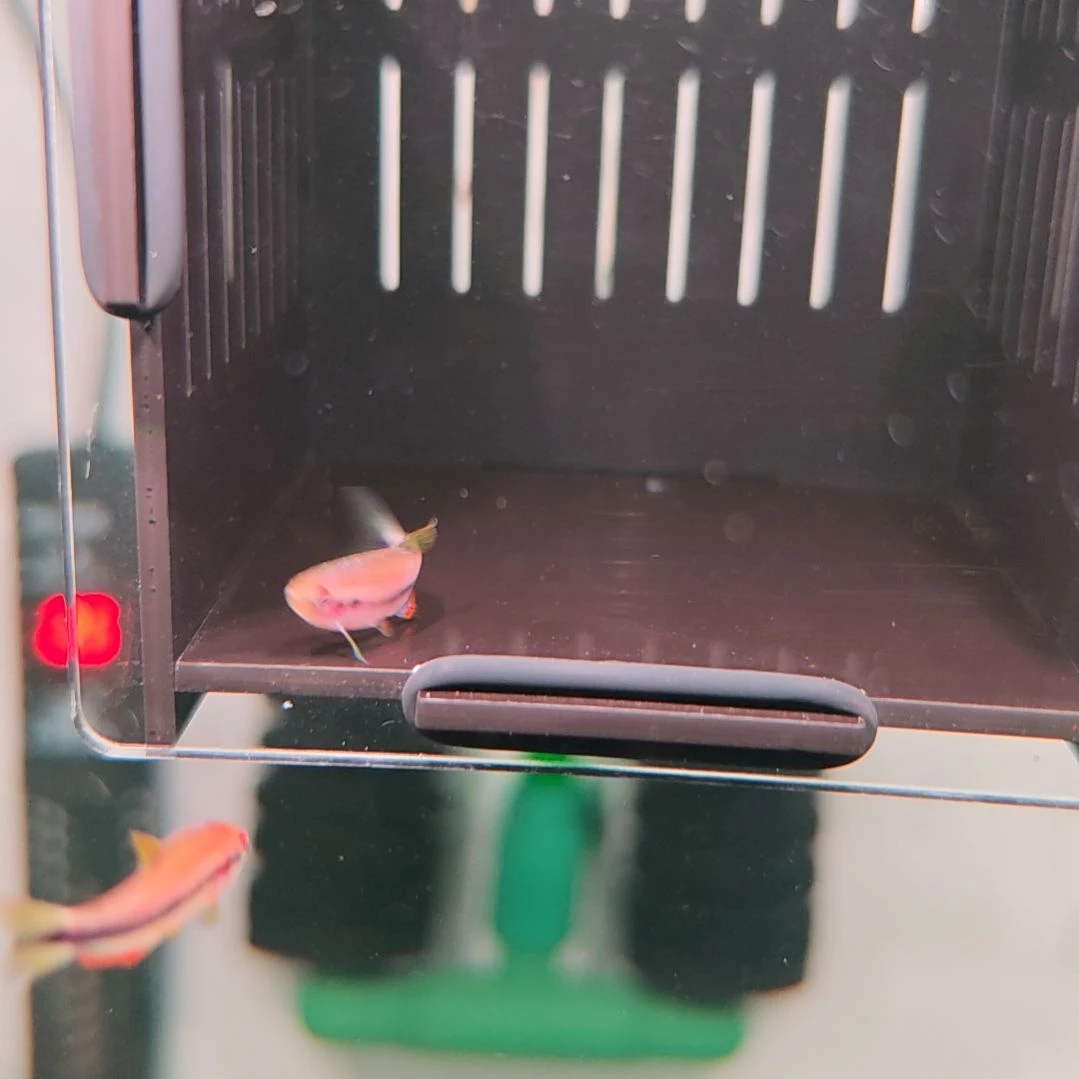 灯科鱼超级DY单公