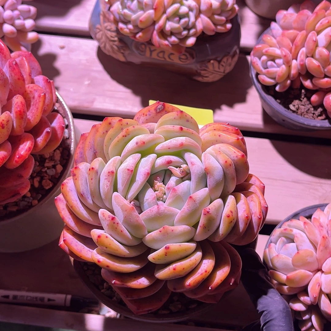 S*s橙梦露碟叶一颗带盆