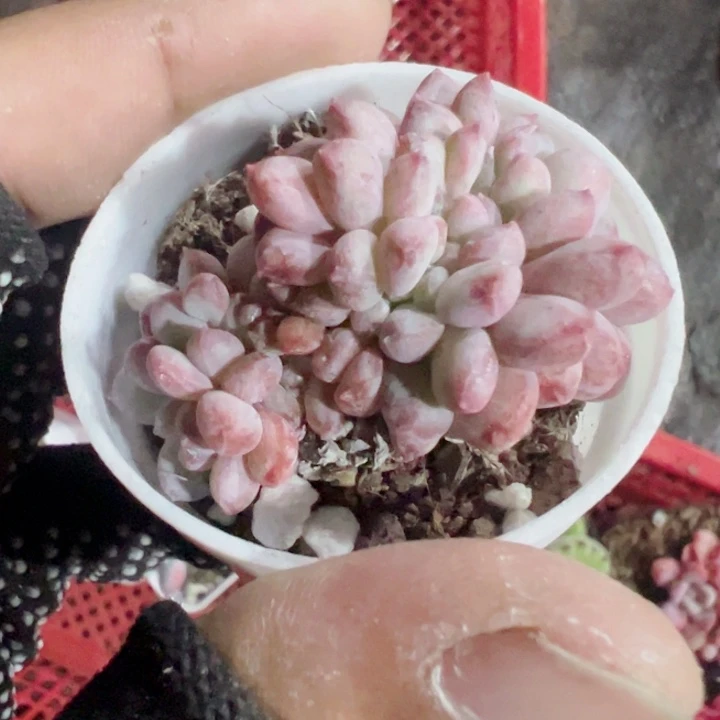 小*宝缀化多肉植物大战僵尸