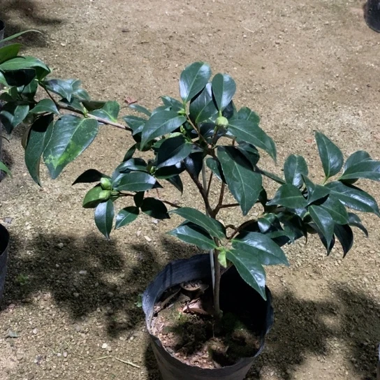 当前无花栽培后可以开花