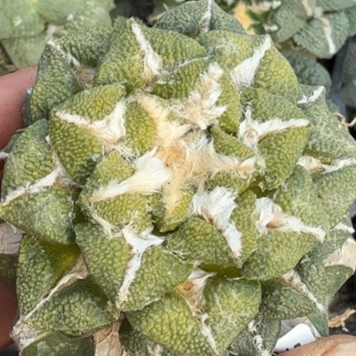 无花朵苗接大尤黑锦654