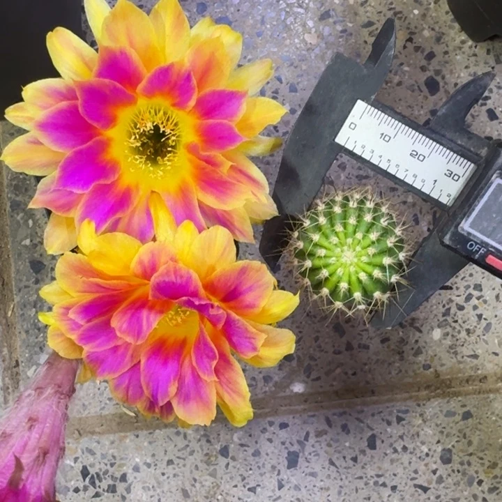 306丽花阳光明媚歪2到3公分左右无根侧牙，20包邮