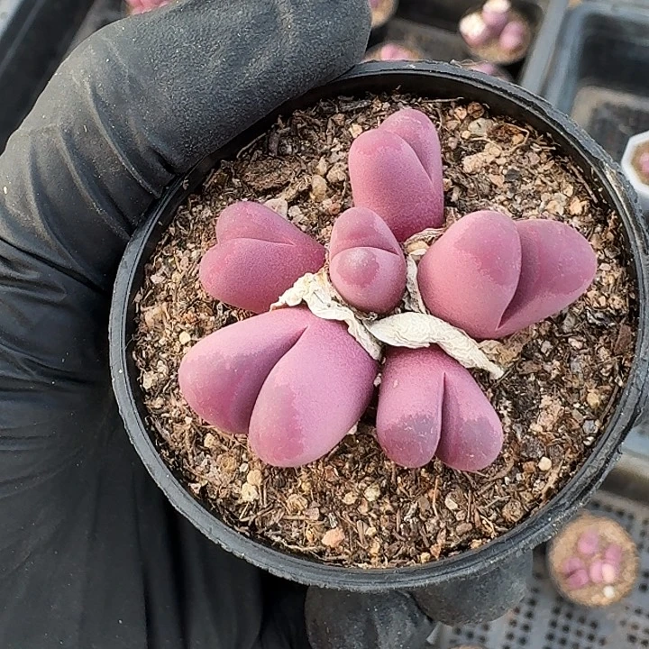 生石花等多种。    50