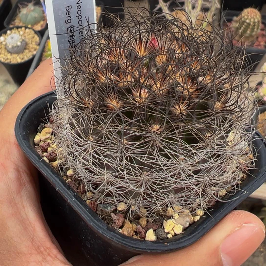 实生根多肉植物带盆土混乱玉