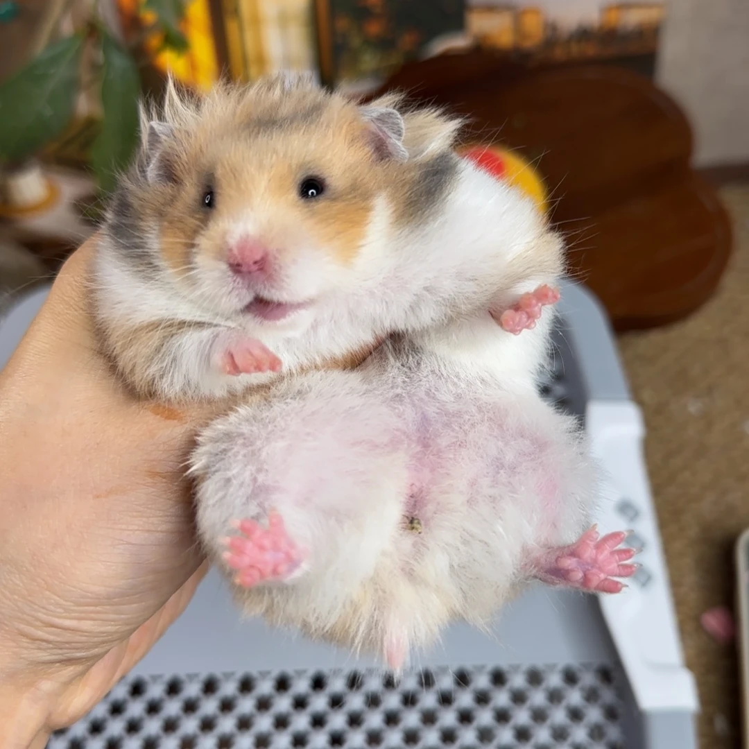 稀释虎纹妹妹8.18