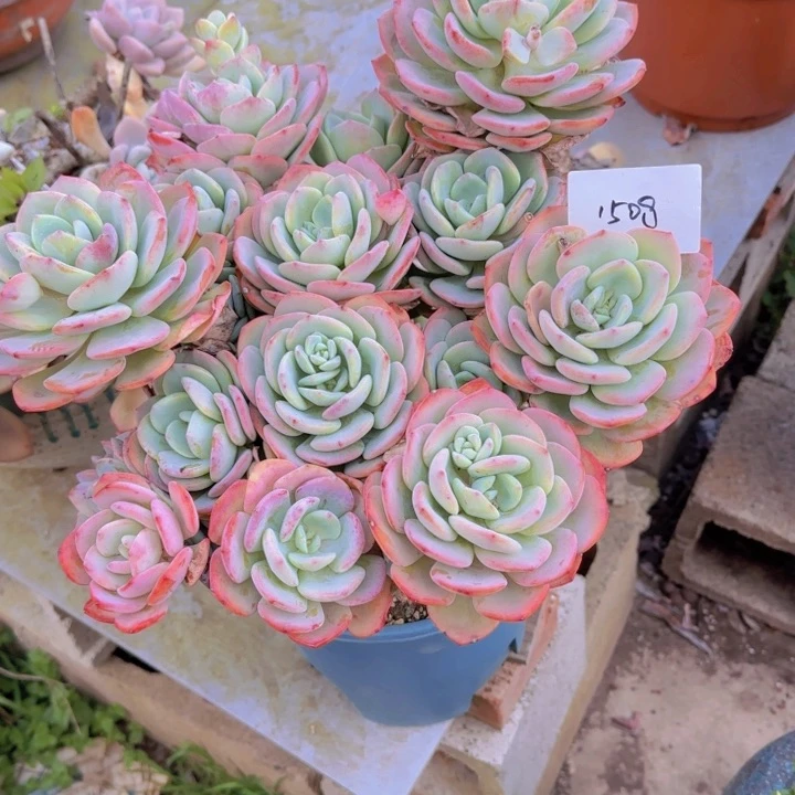 15-8白月光都有植物