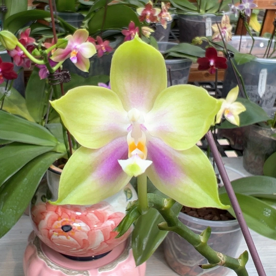 大部分开放少量花苞彩虹女王