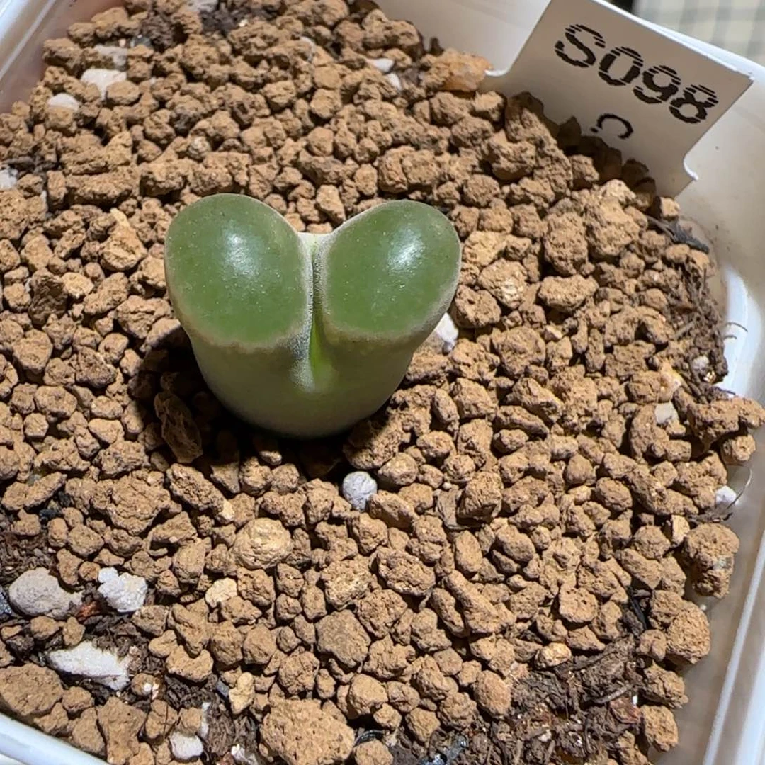 肉锥多肉植物组合-磁铁1077