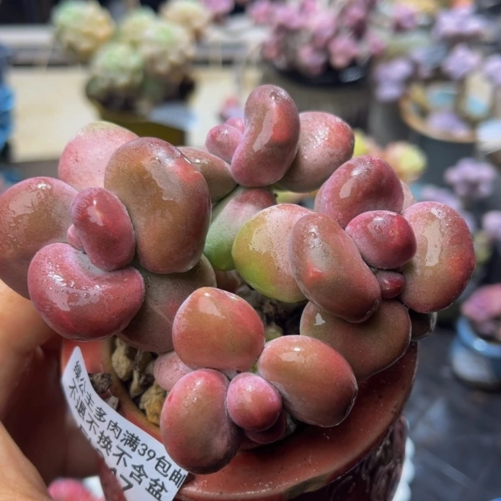 247 芒果奶KK奶酪8 厘米