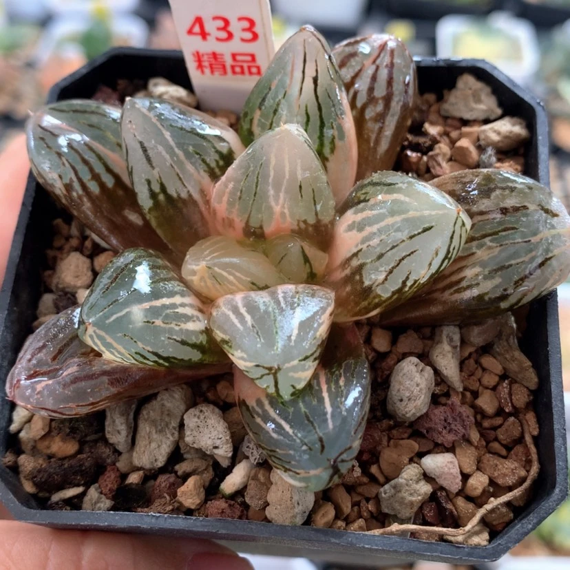 【闪购商品】433玉潭