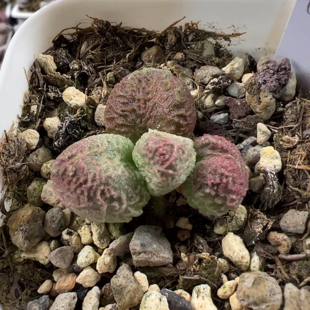 名*实生新品多肉植物水泡