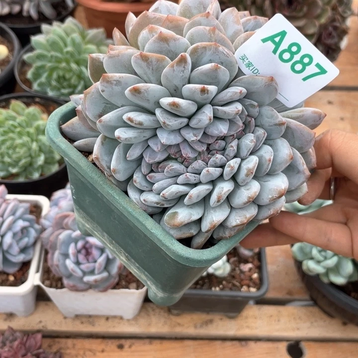 一***1哈哈哈哈哈哈哈哈哈哈887