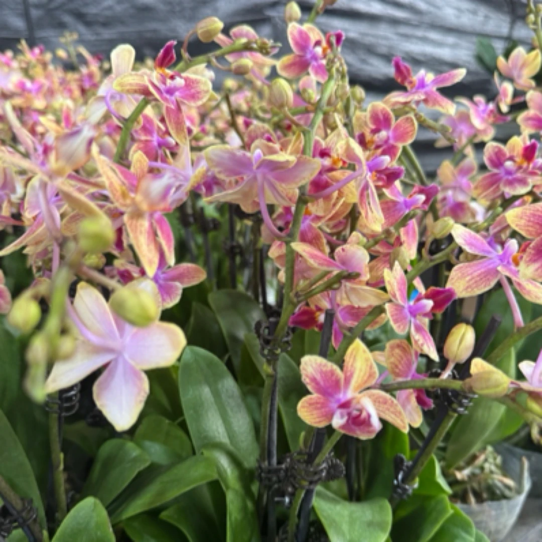 油画微瑕无售后蝴蝶兰