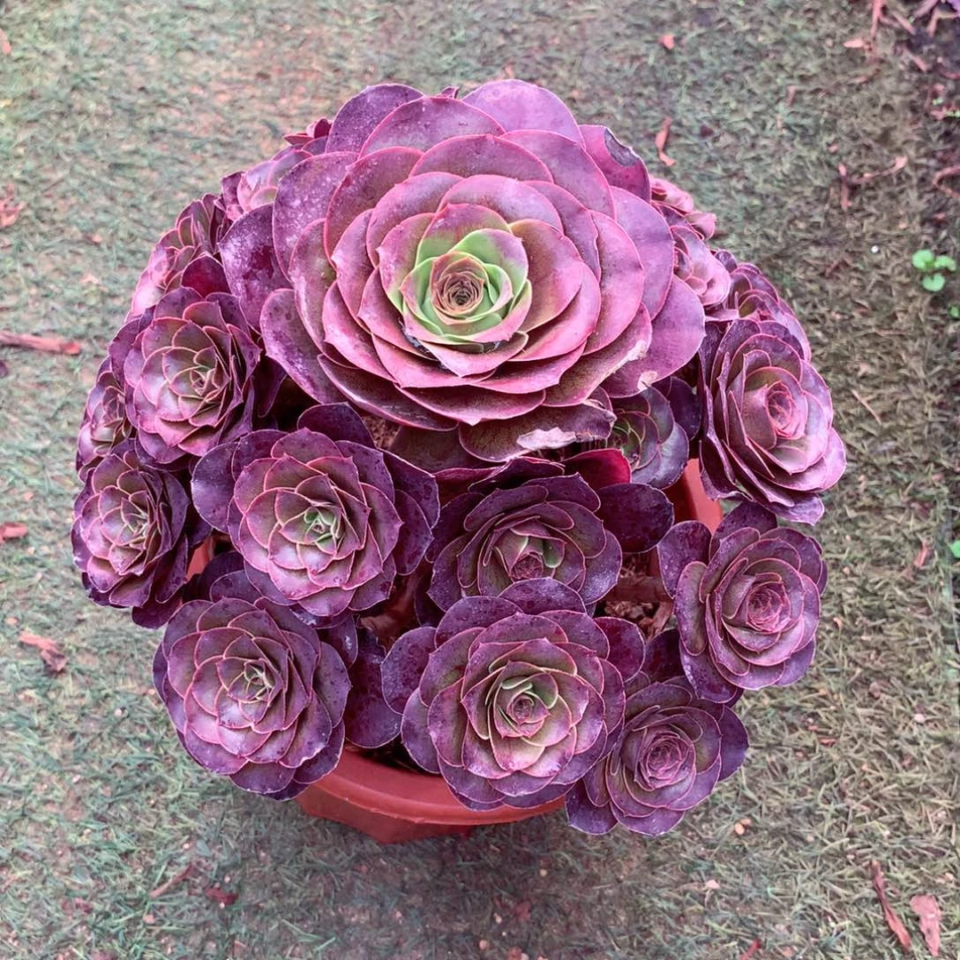 魅金玫瑰，两颗包邮