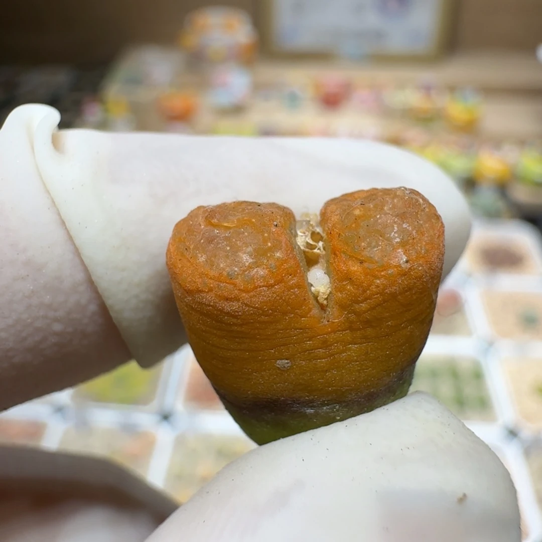 f****卷0129-42肉锥肉锥肉锥