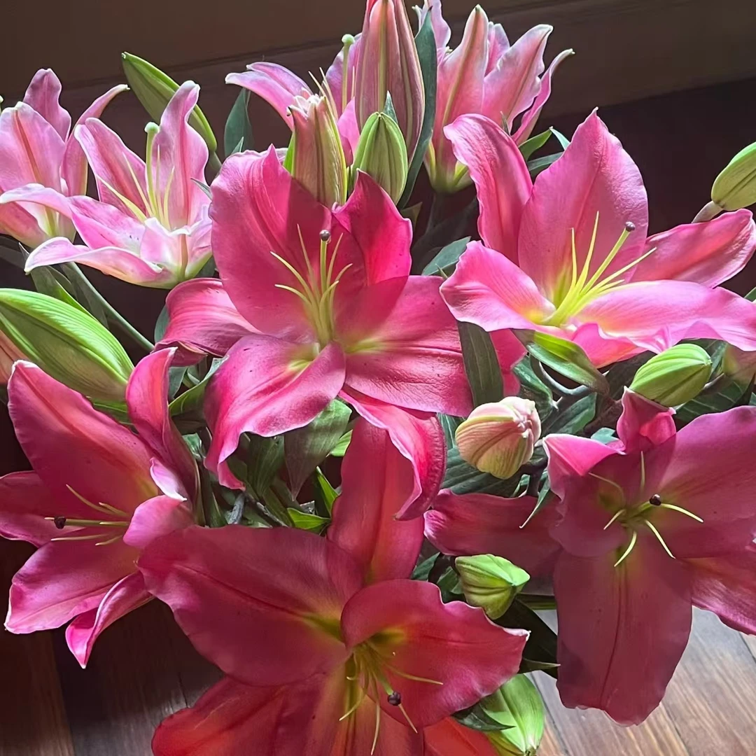 特红多头百合【两单京东或顺丰】云南鲜花基地直发