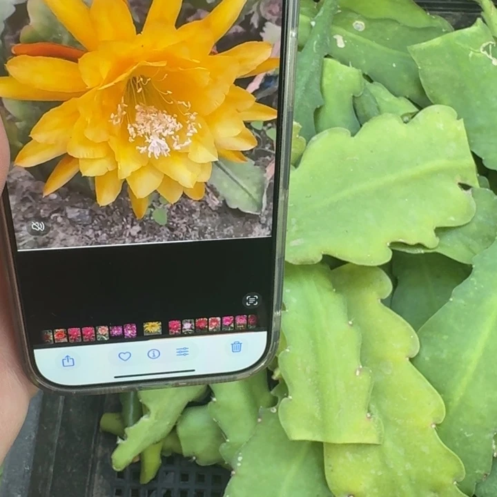 209令箭小辫黄无根枝条10到15公分左右