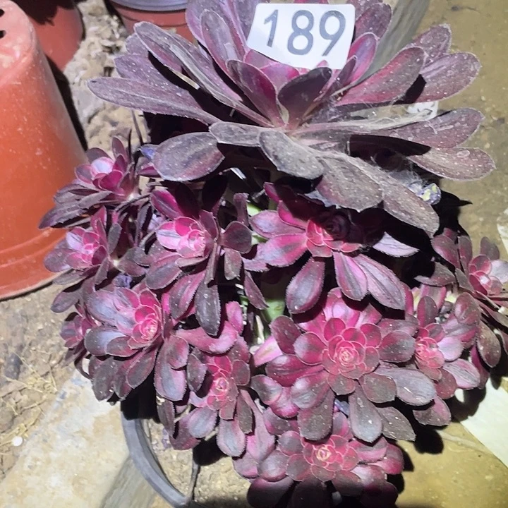 多肉植物法师189箱奶儿