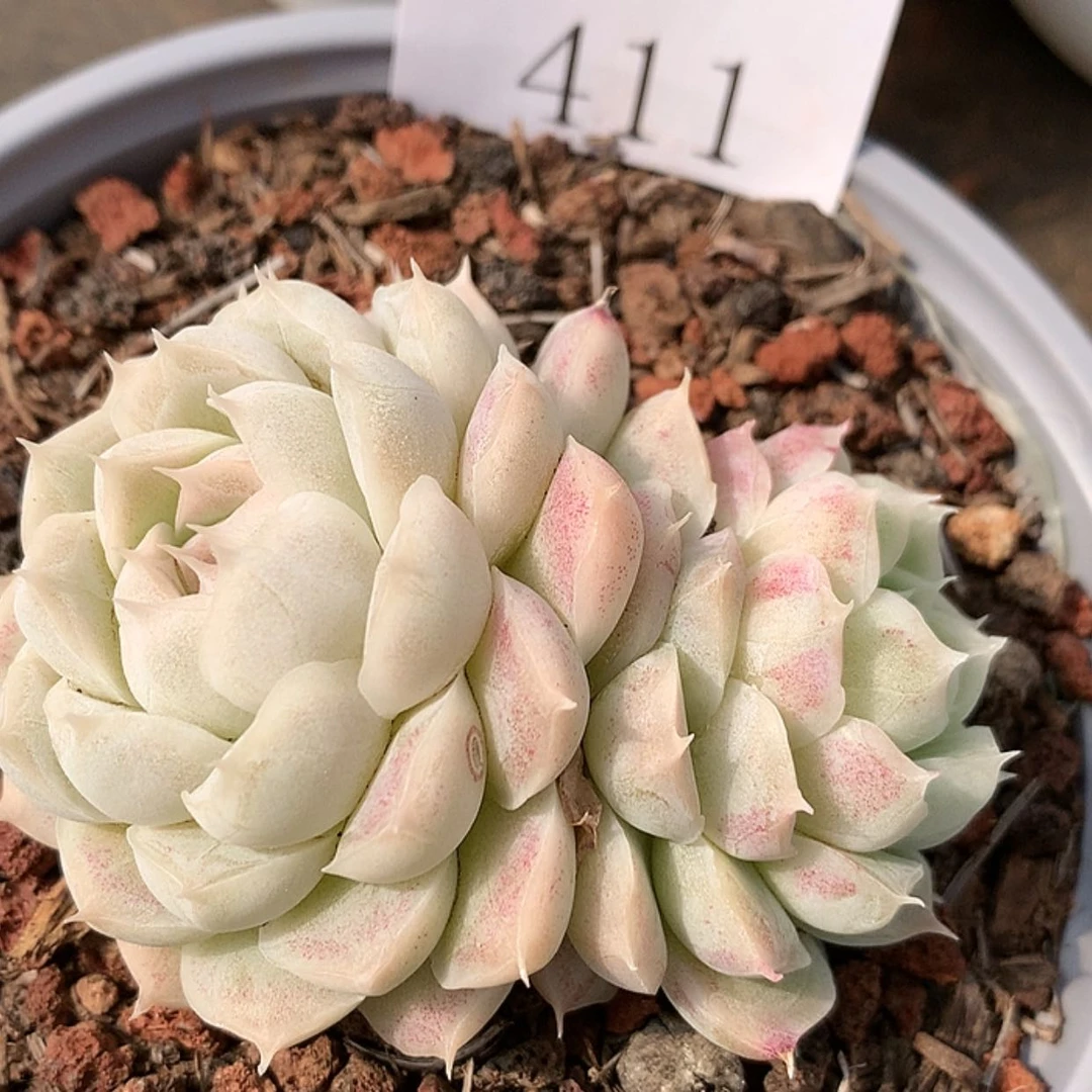 【闪购商品】云411号