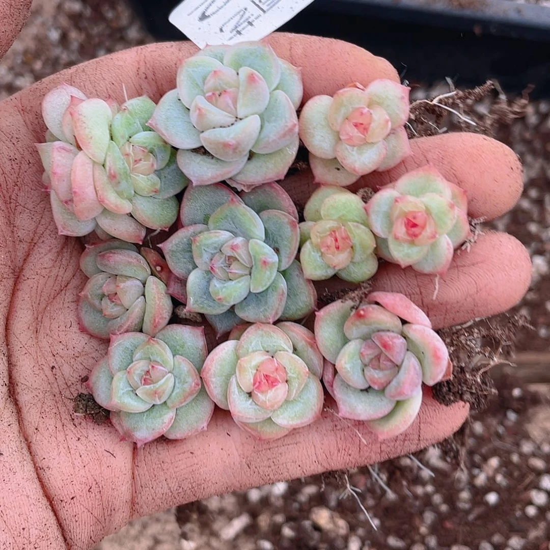 多肉植物多肉植物452