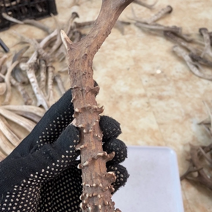 老***街大叶紫檀（黑酸枝木类）