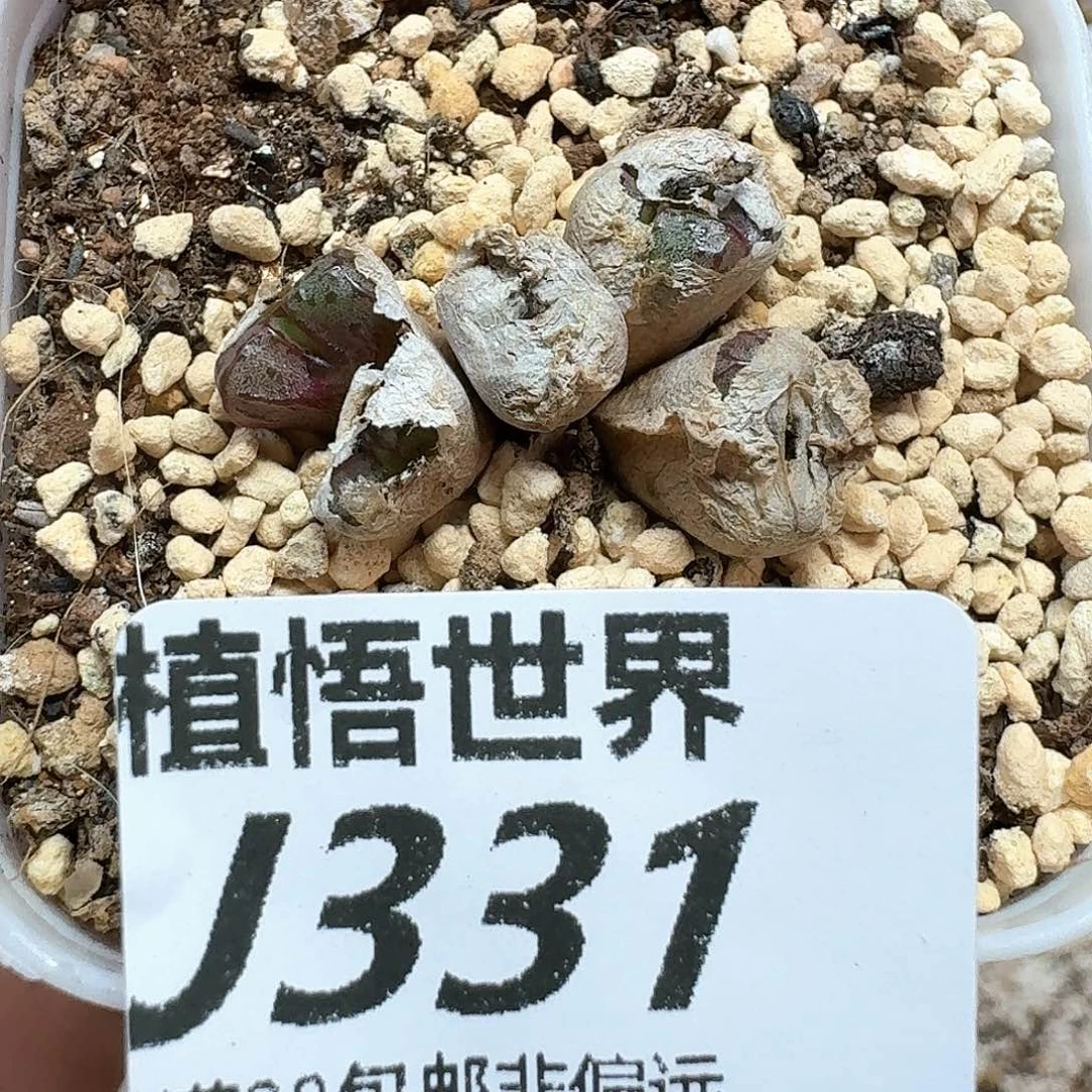 多肉植物的润泽额c g