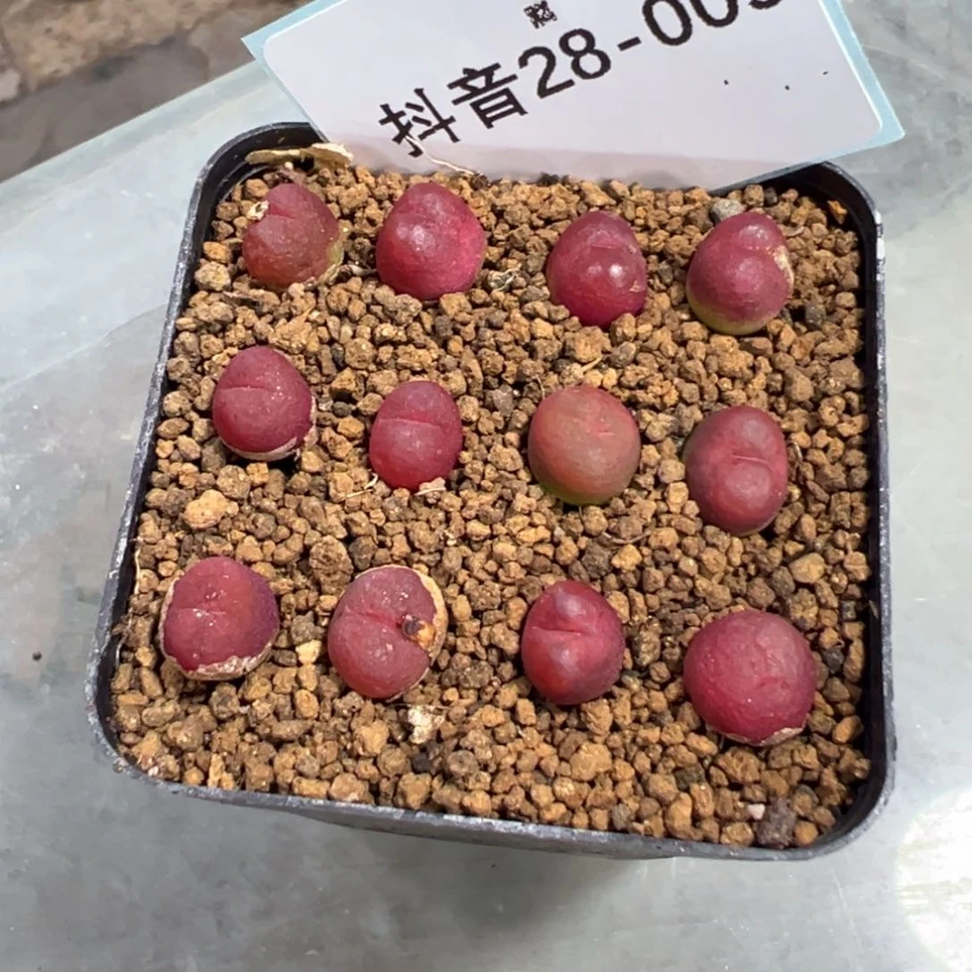 28-09量拍吕氏毛汉尼一颗