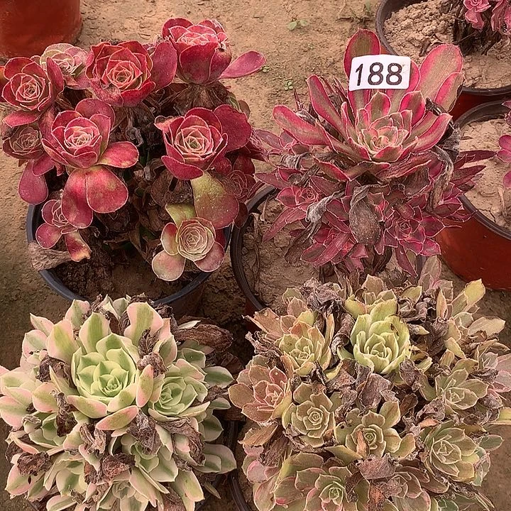 无花朵188四颗多肉植物组合