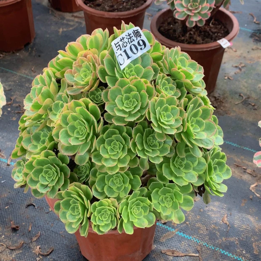 【闪购商品】109奶白锦