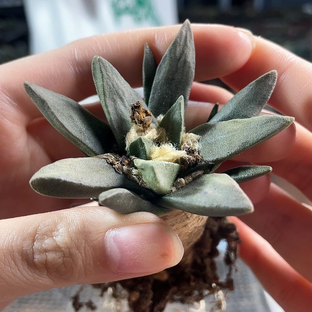 6cm实生大龙角牡丹萝卜根