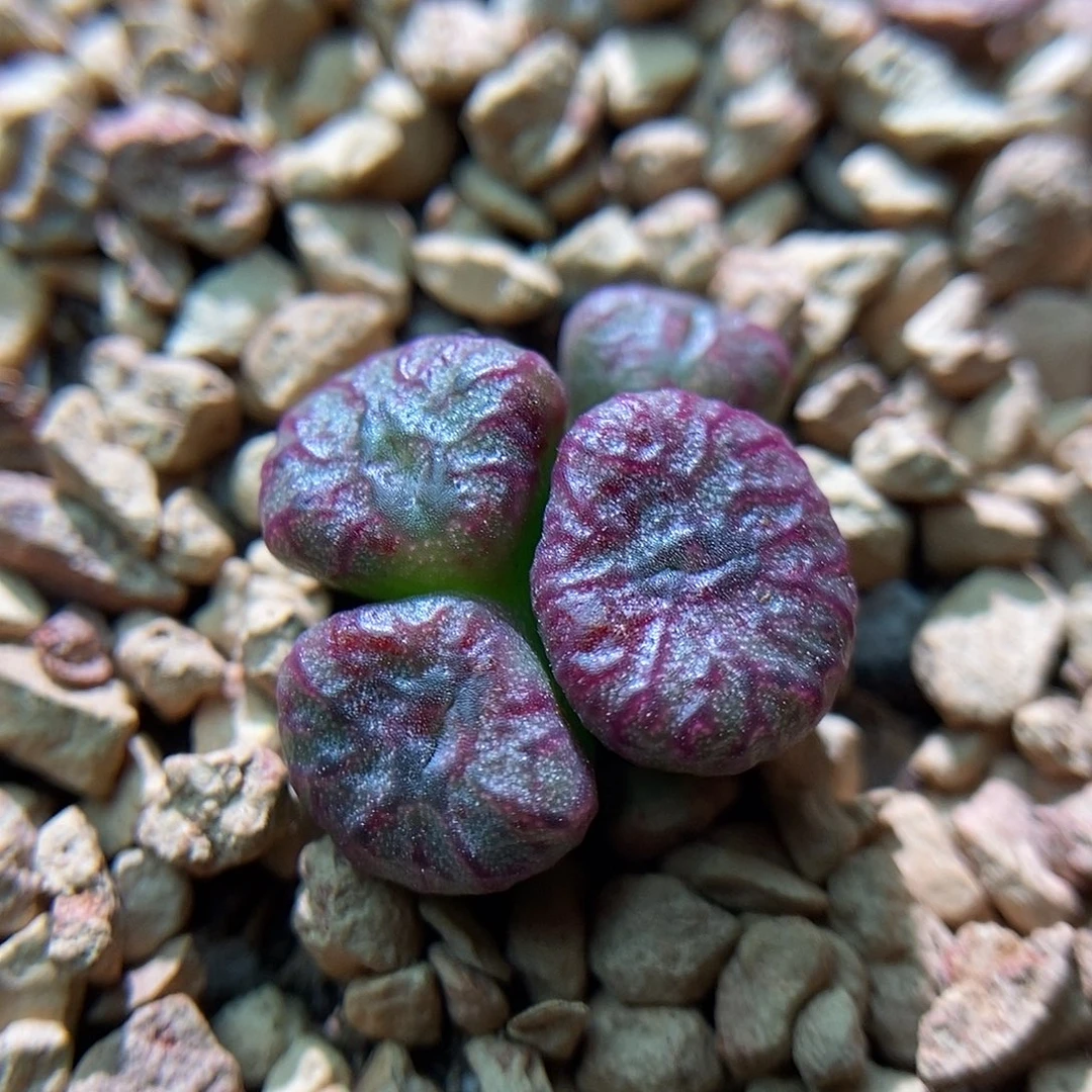 红珊瑚杂交一颗包邮