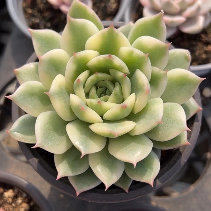 星***荆爱丽卡锦一物一拍锦龙