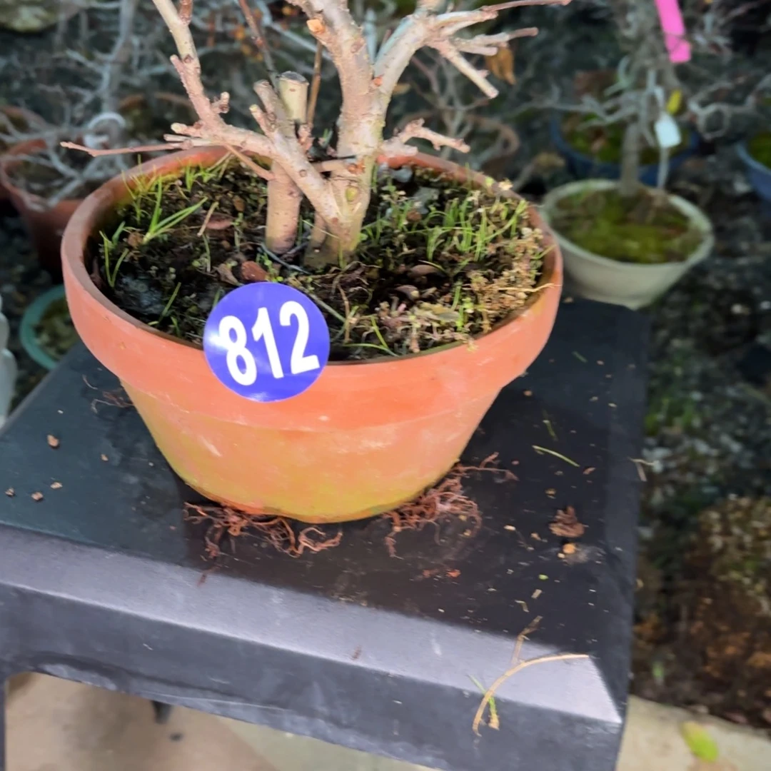 疯****全场盆景812号包邮到家