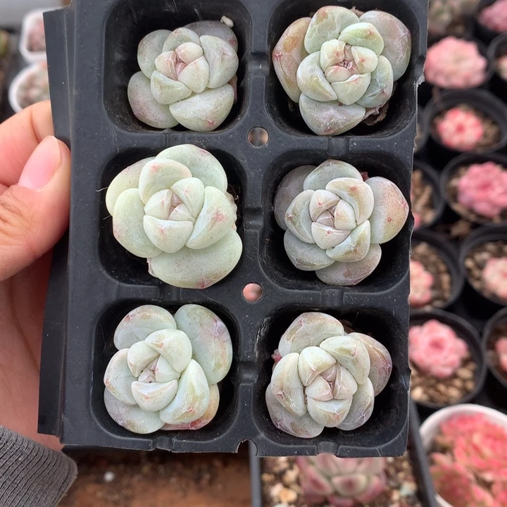 琥珀冰玉单头组合6颗