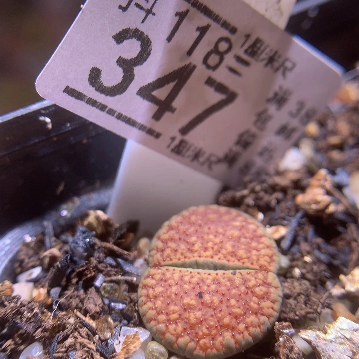 精品生石花118.347