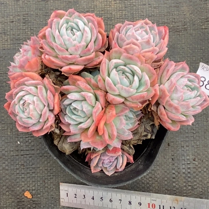 如***令8817杂交老桩基地～14厘米