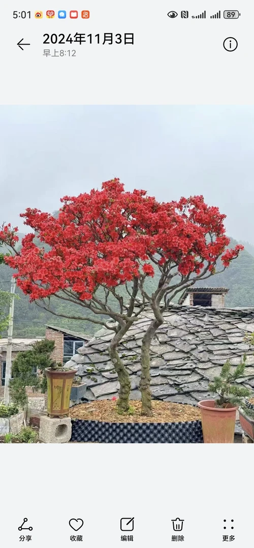 庭院别墅植物大别山映山红盆景多色花卉