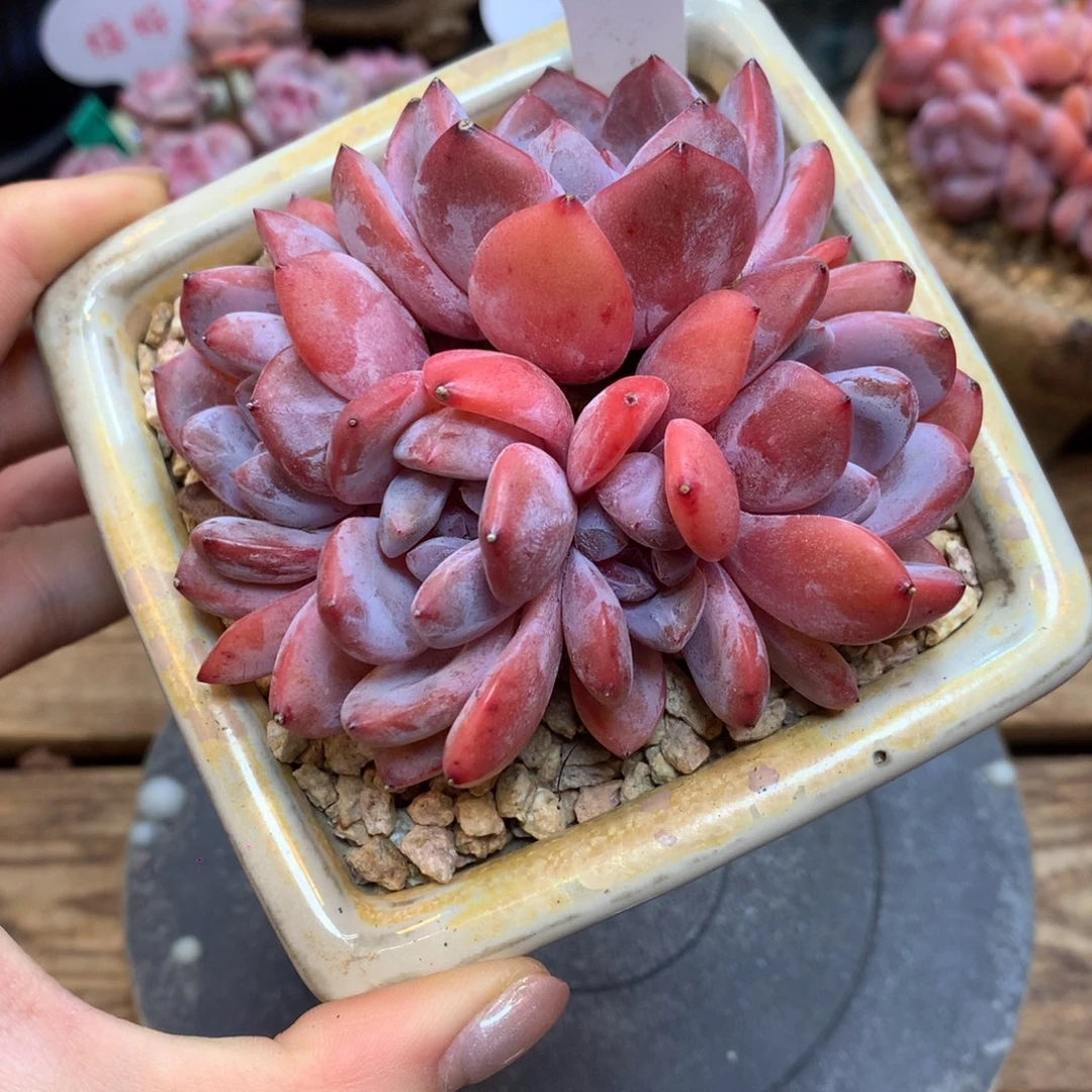 A24 橙子开播福利 9cm