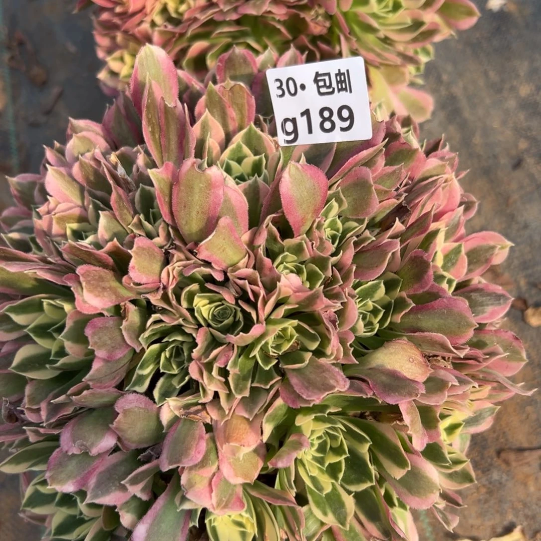 189白凤多肉法师