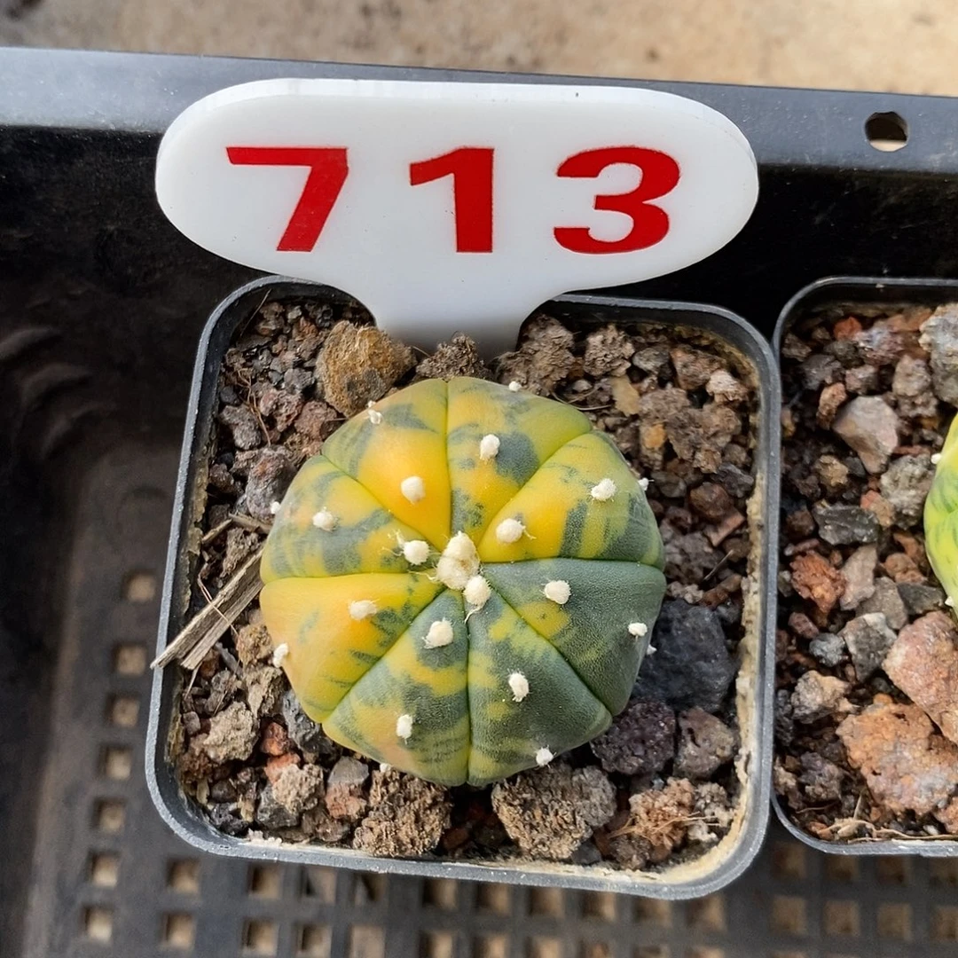 713黄兜锦系列产品
