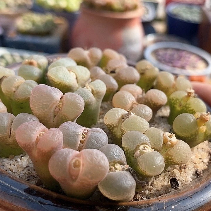 双头粉红少女风铃一颗