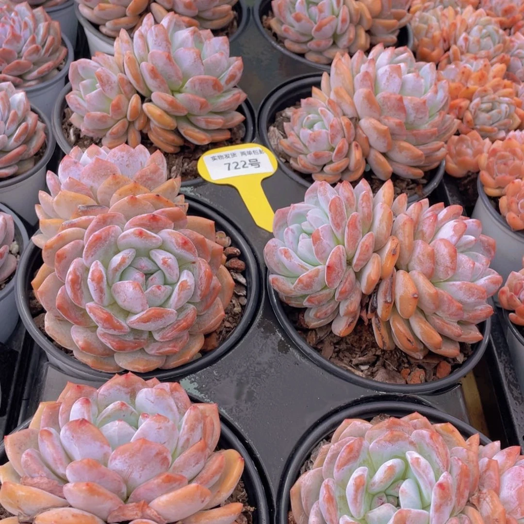 722号 开播福利韩版橙梦露母本大双头一个