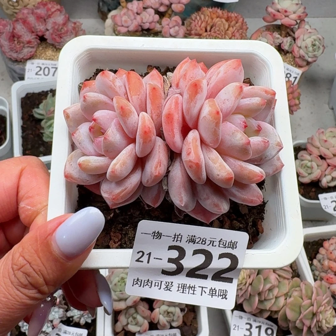 橙梦露无盆土发货无无