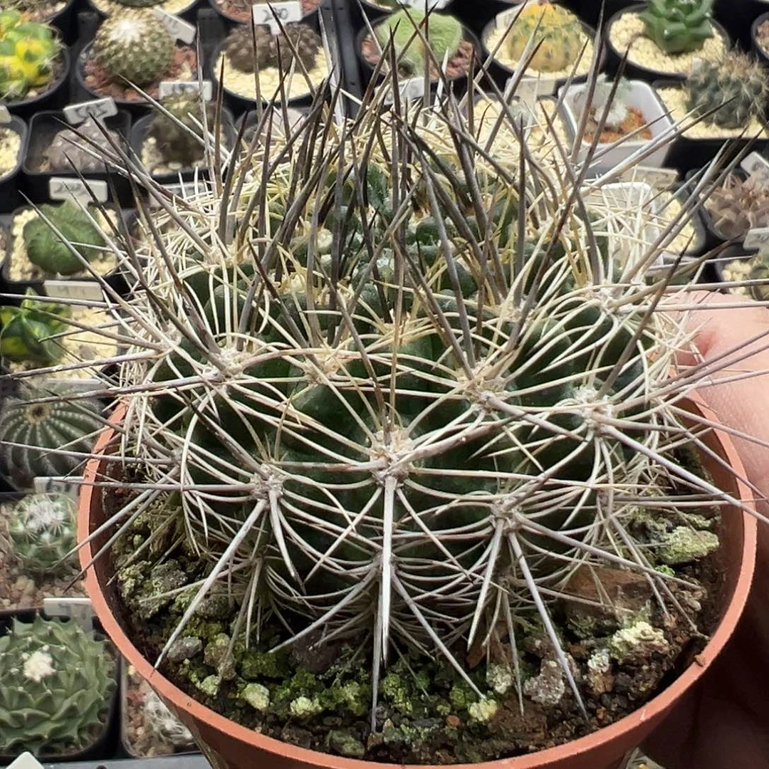 692白锦玉实生哦哦哦哦