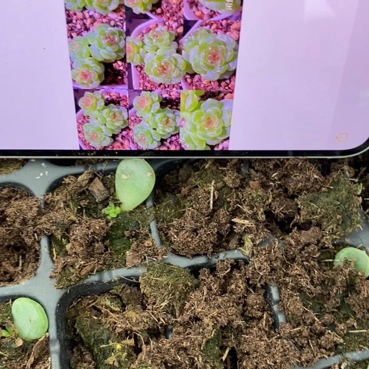 希米鹿1芽苗一个多肉