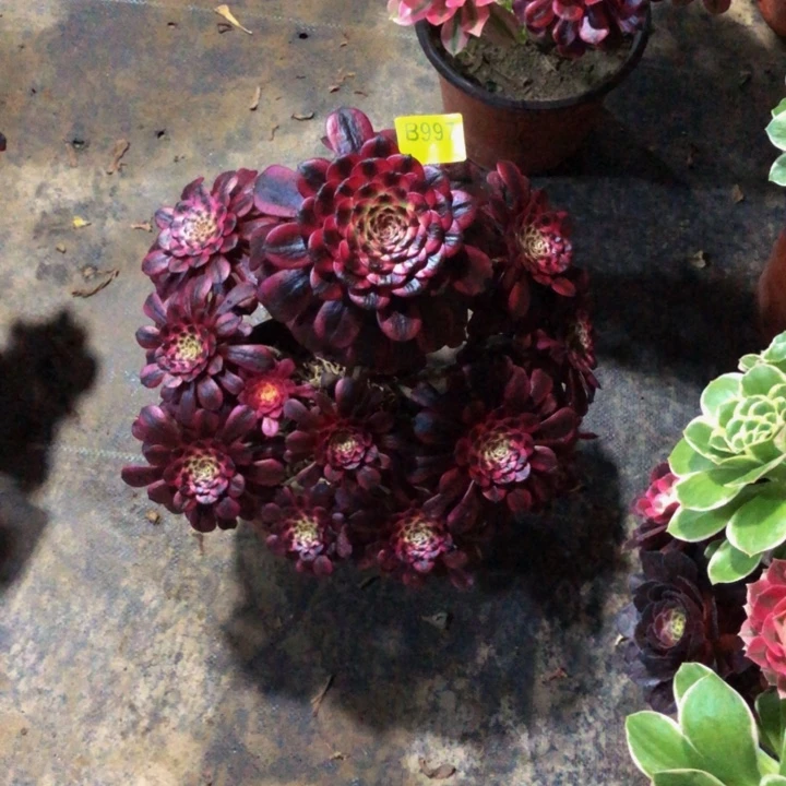 美姬多肉997000000000