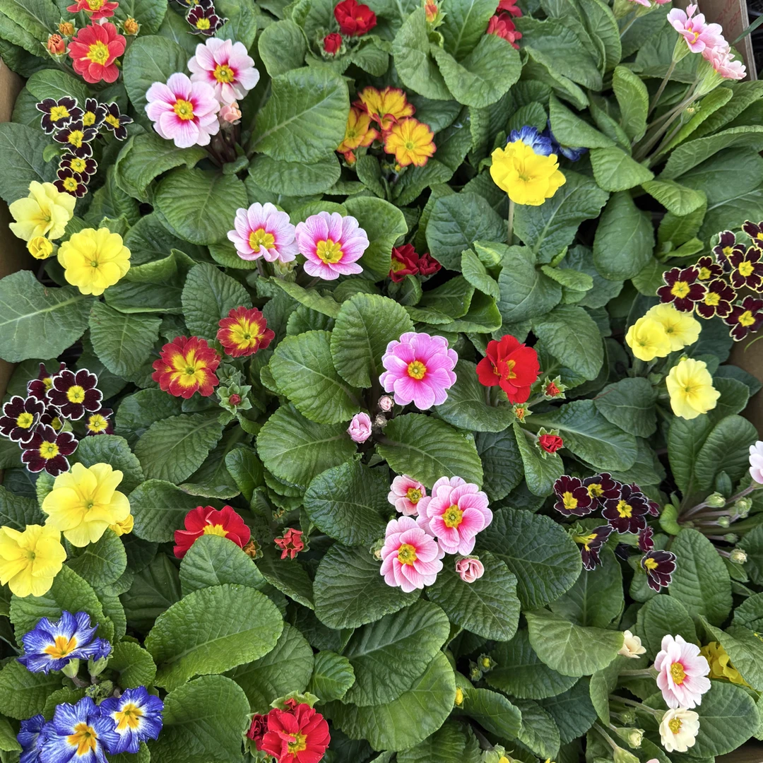 报春花花卉耐寒耐热适合阳台庭院种植四季开花