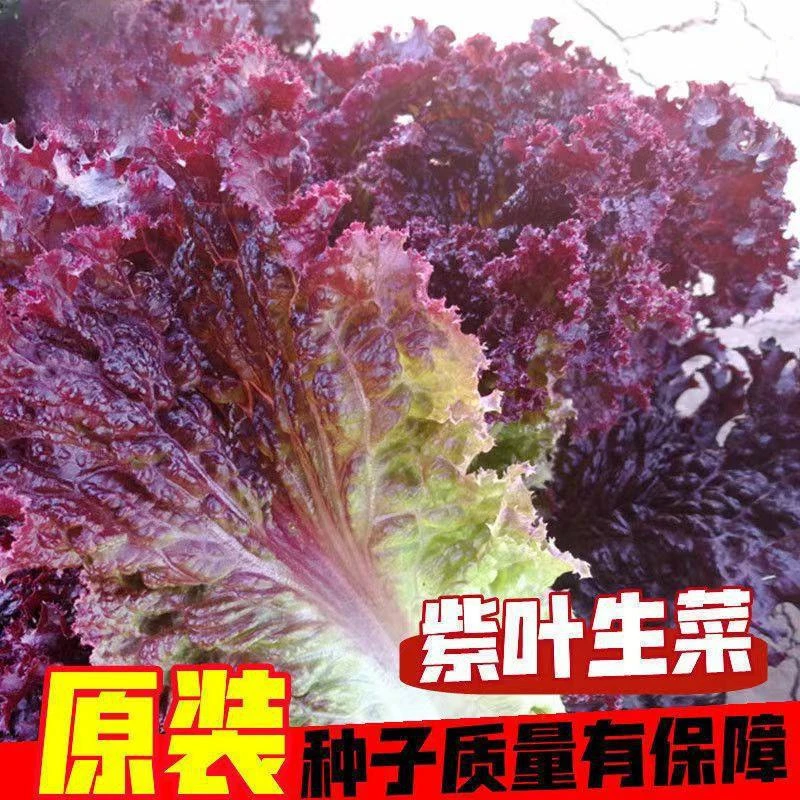 【全店满5包包邮】四季紫叶生菜种子