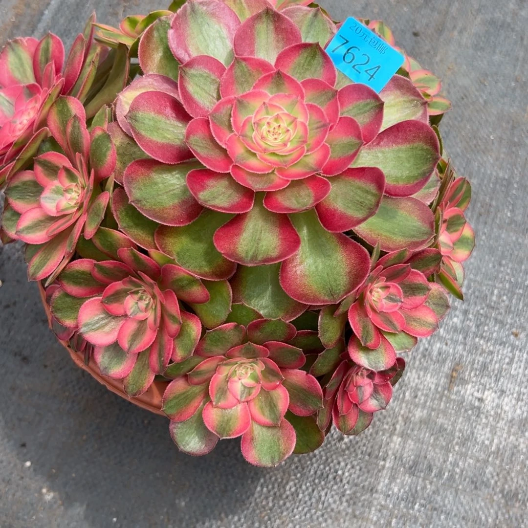 7624荔枝多肉植物系